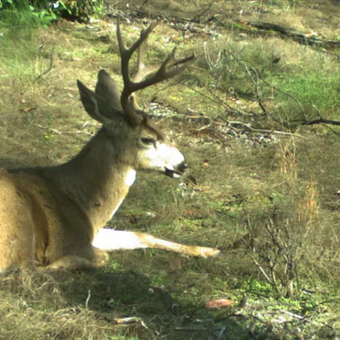 Colombian black-tailed deer