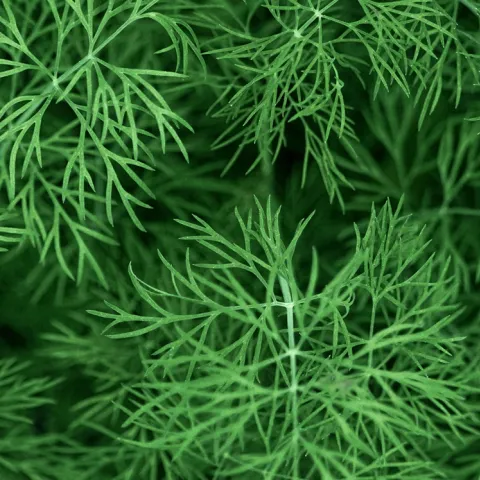 Harvesting and Preserving Dill