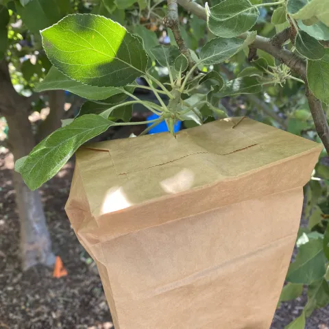 Photo of a bag placed over the apple and stapled at the bottom.