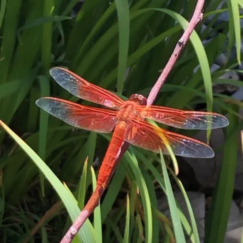 Flame skimmer dragonfly on plant stem