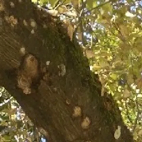 Entry holes from the greater shothole borer