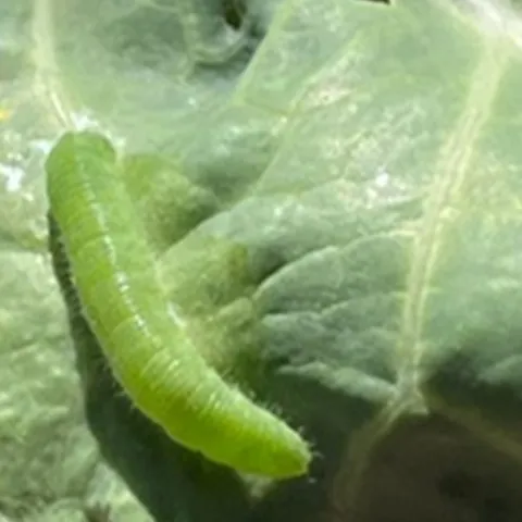 Garden Problems Workshop Sonoma County