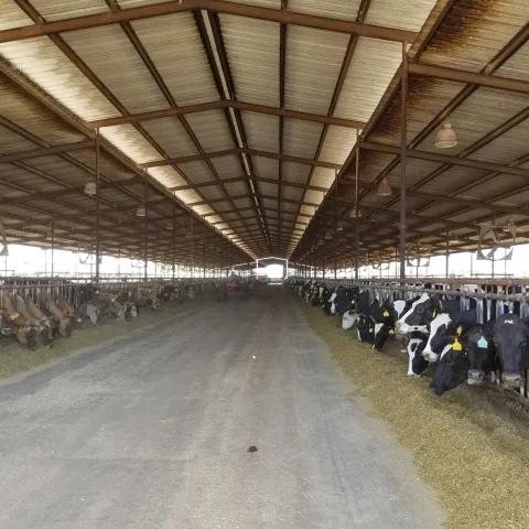 Main page image - major livestock species 