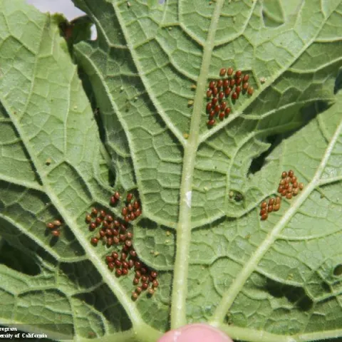 Squash bug eggs on the underside of a leaf