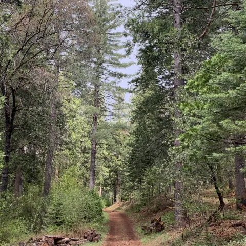 A mixed conifer forest in the Sierra Nevadas.