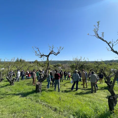 People standing in organic orchard