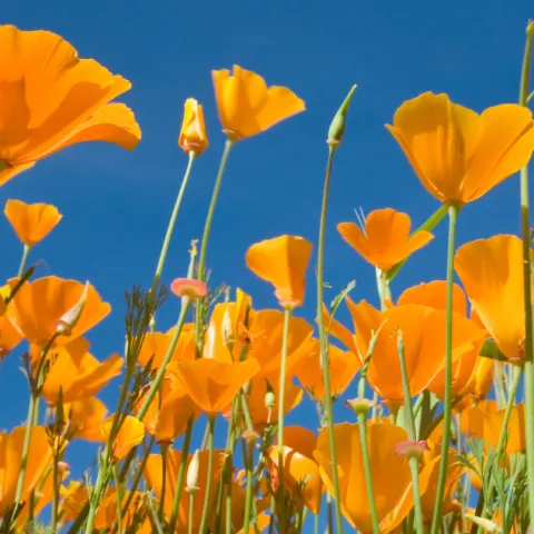 Close up image of poppies
