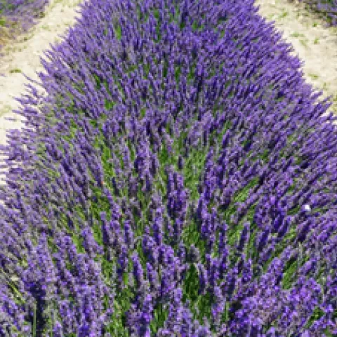 photo of row of blooming purple lavender