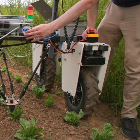 Weeding machine straddles plants in the field