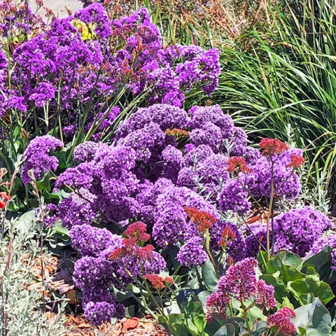 Richmond Low Water Demo Garden