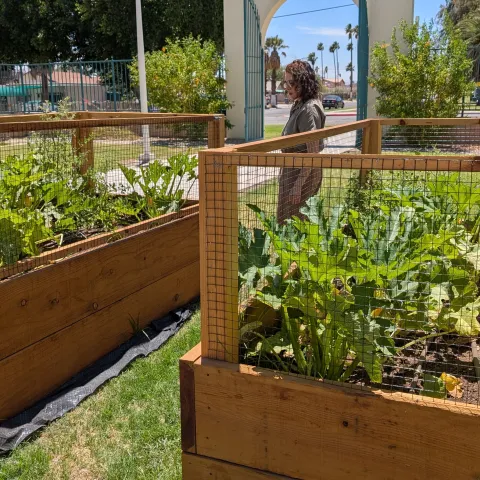 Female in between 4 wooden raised gardening beds with green sprouting squash