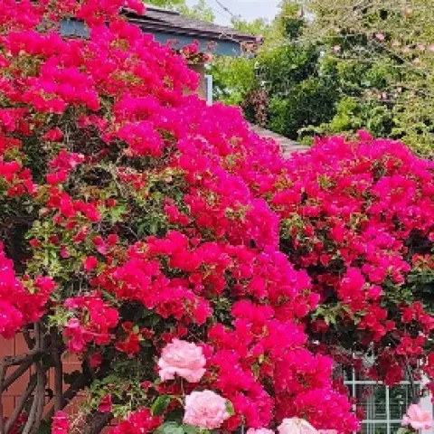 bougainvillea