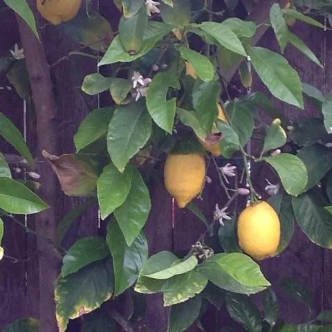 Avocado Citrus Tree Care