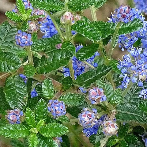 Drought Tolerant Gardening