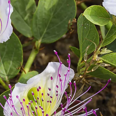 Herbs For the Kitchen