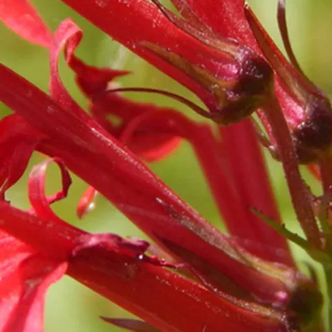 Monarch Nature Trail Volunteer Day