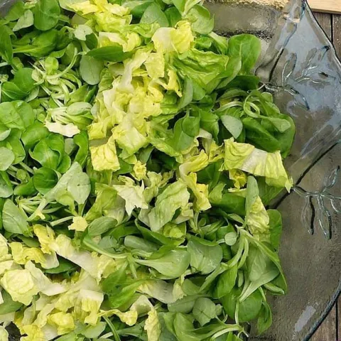 Plant A Salad Bowl - Irvine