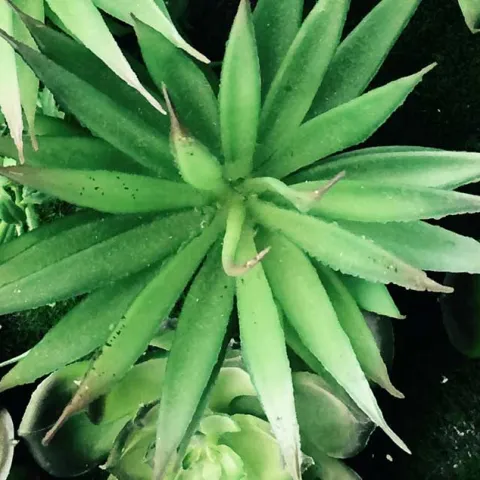 Succulents - Laguna Niguel