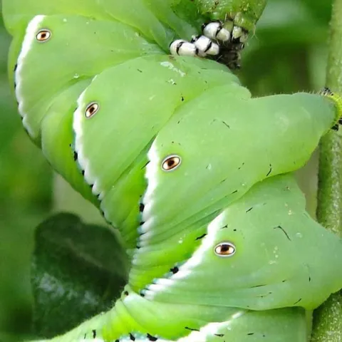 Tomato Pests and Diseases