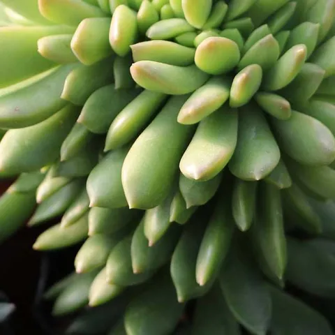 Plants for a Shady Garden