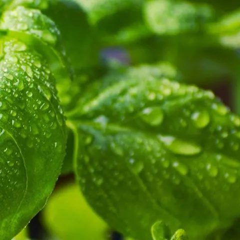 Growing Herbs for the Kitchen 