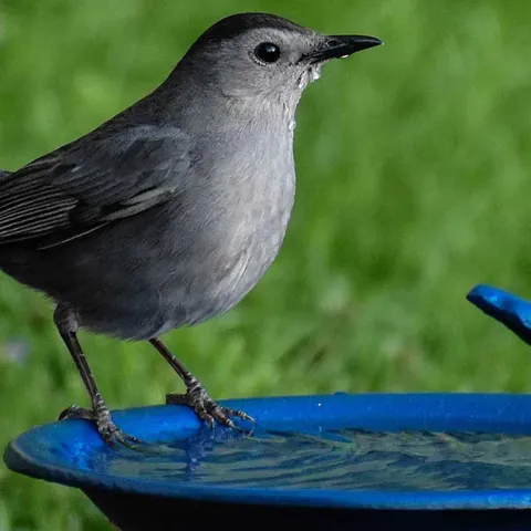 Creating Wildlife Habitat