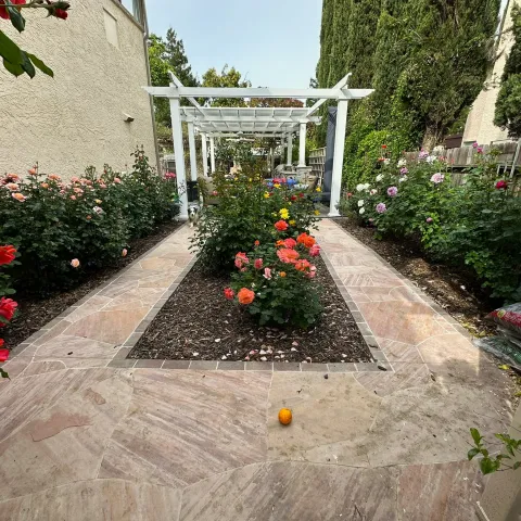 view of a new rose bed with red roses