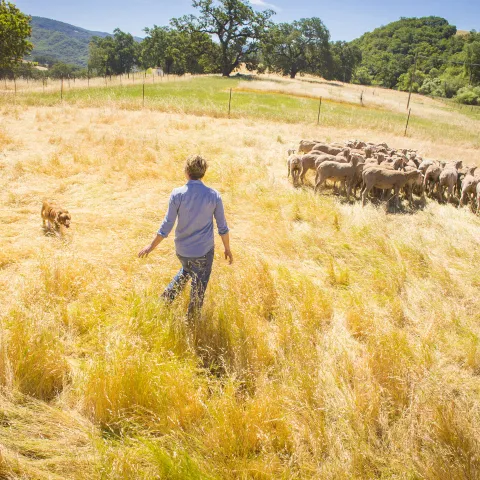 Shepherd Dog and Sheep