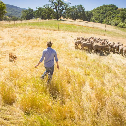 Shepherd moves sheep in a field