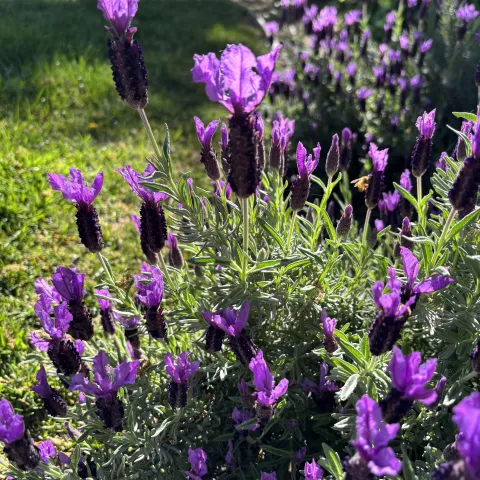 Spanish lavender 'Javelin Forte Deep Purple'