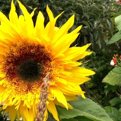 Summer Gardening Talk