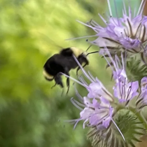 Information on how to create a sustainable home garden in Sonoma County