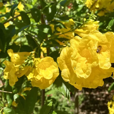 Tecoma and bee