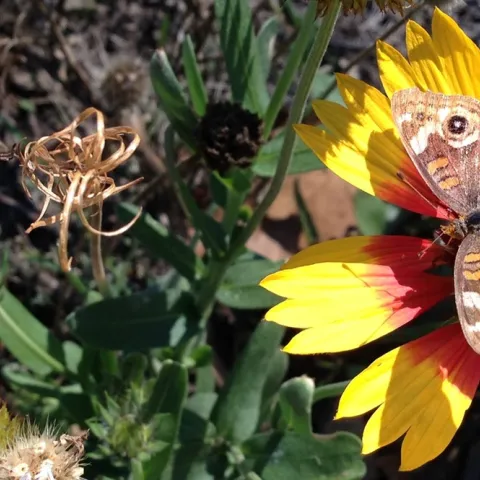 Find UC Master Gardeners of Sonoma County of social media here