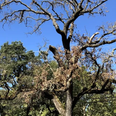 Valley oak in severe decline following MOB infestation.