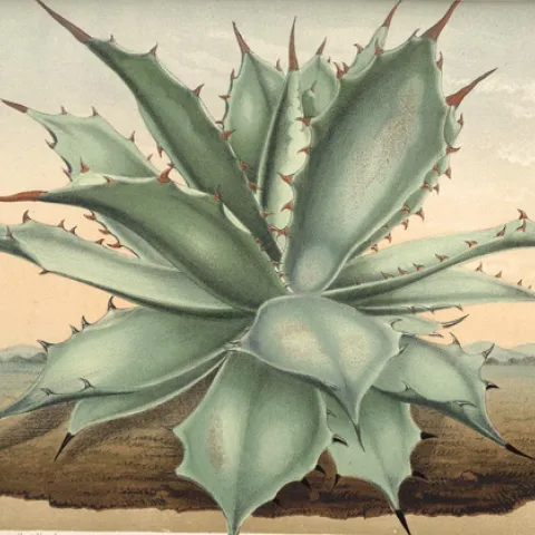 Agave Plant
