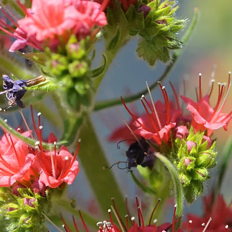 Honey bee heading toward the Tower of Jewels, Echium wildpretii. (Photo by Kathy Keatley Garvey)