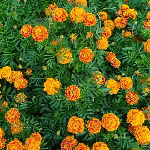 Bright orange and red flowers.