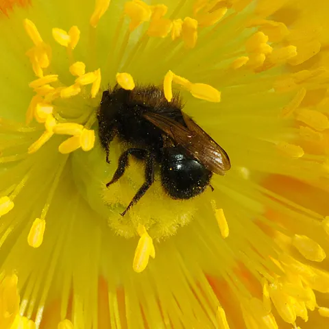 Blue orchard bee, Osmia lignaria. (Photo by Kathy Keatley Garvey)