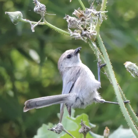 Photo of a bushtit bird.