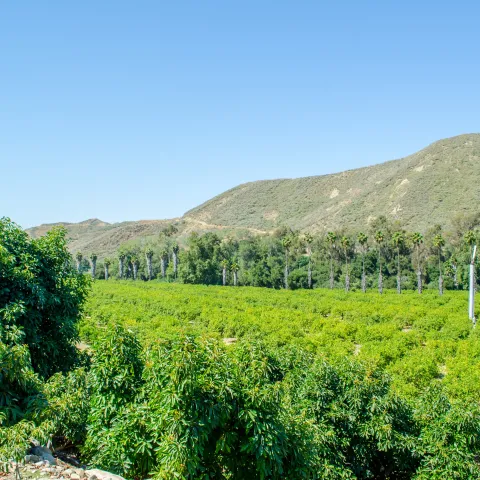 cover cropped citrus