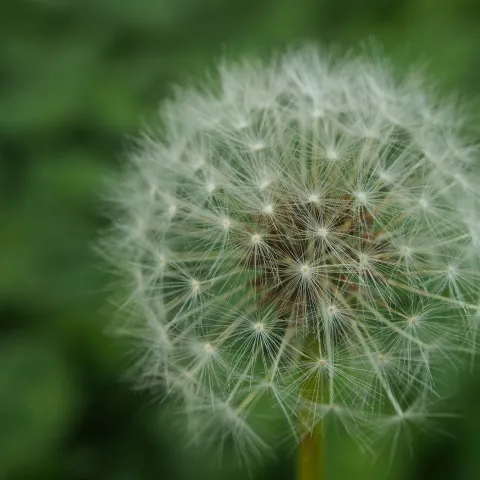 Dandelion by Brian Hicks