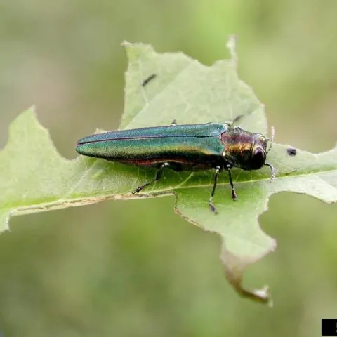 An adult emerald ash borer beetle on a leaf damaged by its feeding.