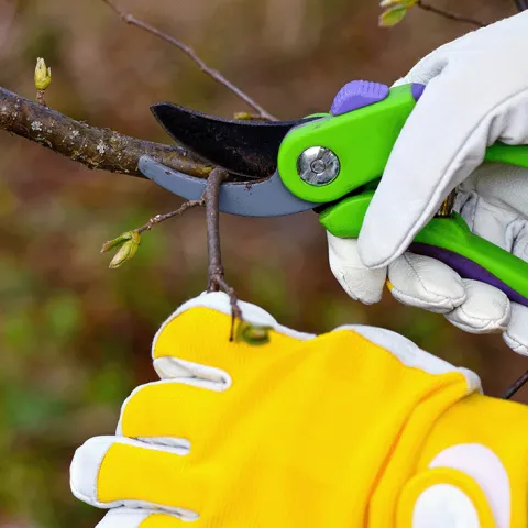 Thinning Cut Pruning