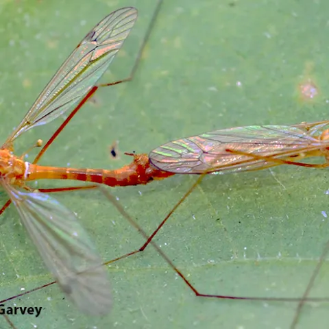 Crane flies mating. (Photo by Kathy Keatley Garvey)