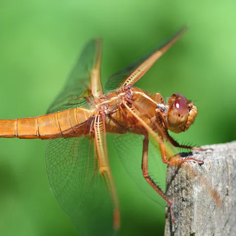 Flame skimmer dragonfly (Photo by Kathy Keatley Garvey)
