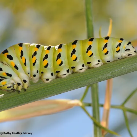 Anise swallowtail caterpillar. (Photo by Kathy Keatley Garvey)
