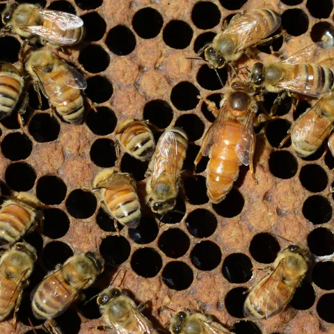 Queen bee of the hive. (Photo by Kathy Keatley Garvey)