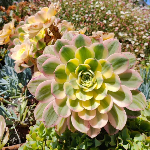 Succulent