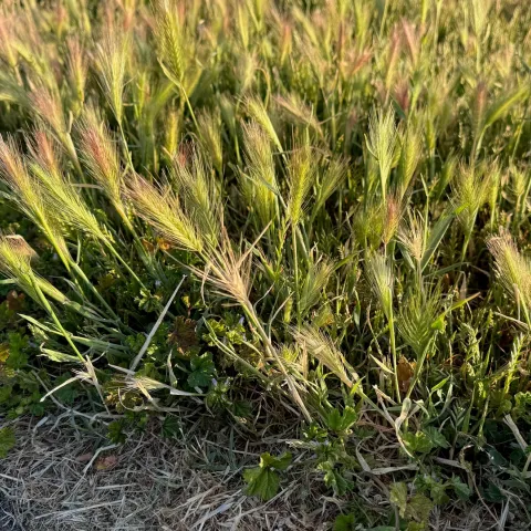 Foxtail weeds